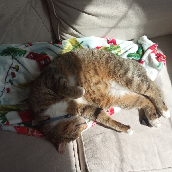 日向ぼっこ中の猫